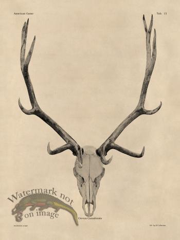 Tan Bones 15 Elk